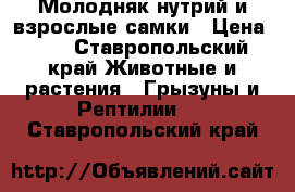 Молодняк нутрий и взрослые самки › Цена ­ 1 - Ставропольский край Животные и растения » Грызуны и Рептилии   . Ставропольский край